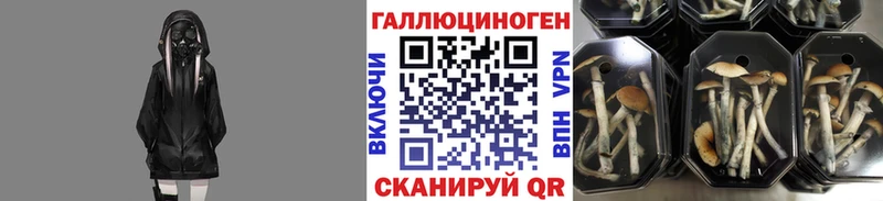Галлюциногенные грибы Psilocybine cubensis  дарнет шоп  Цимлянск 